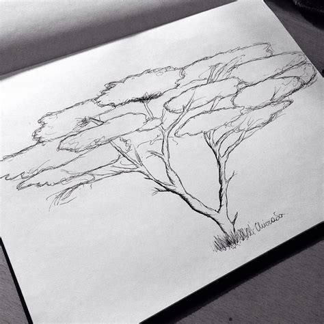 Acacia Tree Drawing At Explore Collection Of