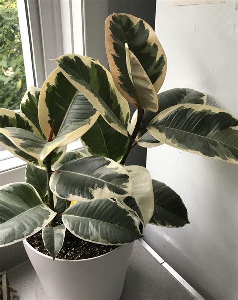 Had this variegated rubber plant for just over a month... grown about 10 new leaves : r/houseplants