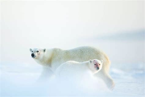 Arctic Wildlife Tours Longyearbyen All You Need To Know Before You Go