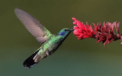 Cambios en las flores impulsaron nuevas variedades de colibrí