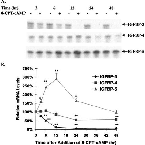 Time Course Of The Effect Of Camp On Secreted Igfbp Protein Levels In