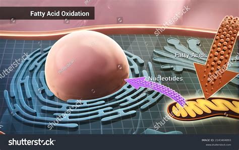 Cell Structure Components Mitochondria Nucleus Cytoplasm Stock