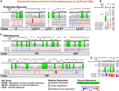 Frontiers Cell Type Specific Transcriptomic Signatures Of Neocortical