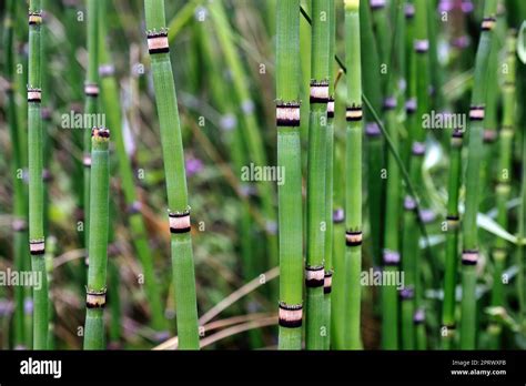Stem Of The Horsetail Plant Stock Photo Alamy