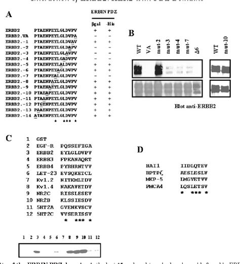 PDF The ERBB2 HER2 Receptor Differentially Interacts With ERBIN And