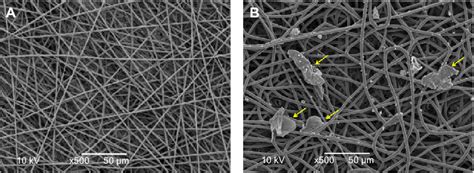 seM images of (A) control scaffold and (B) scaffolds containing cells ... 