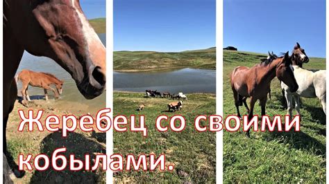 Жеребец со своими кобылами. - YouTube