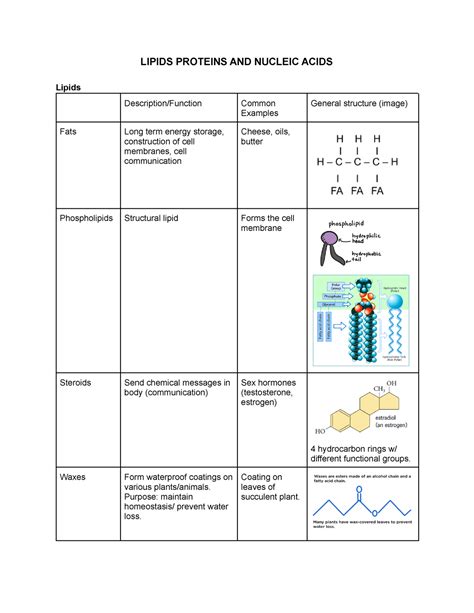 Lipids Proteins And Nucleic Acids Note Grade 12 University Biology