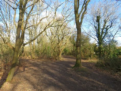 Paths Join In Woods Near Ashtead Malc Mcdonald Geograph Britain