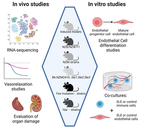 Figure 1 From Vascular Inflammation In Mouse Models Of Systemic Lupus