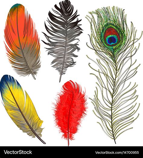 Hand Drawn Set Various Colorful Bird Feathers Vector Image