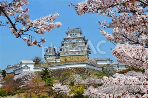 春爛漫の世界文化遺産 国宝姫路城と桜 No 26310002｜写真素材なら「写真ac」無料（フリー）ダウンロードok