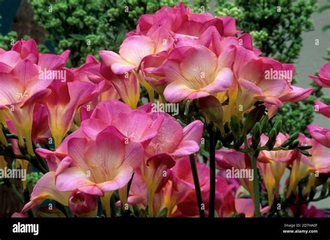 Freesia Freesia X Hybrida Sandra Stock Photo Alamy