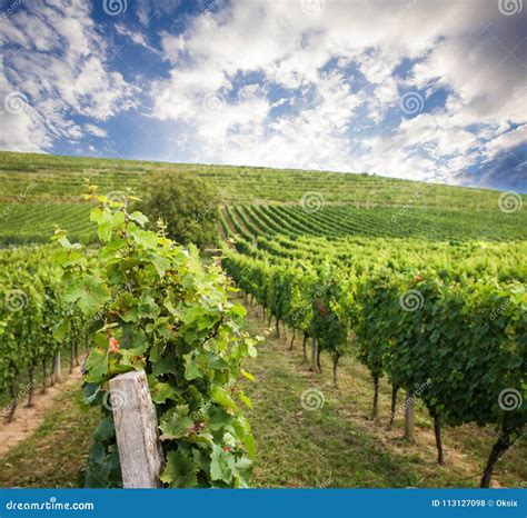Beautiful Vineyard Landscape Stock Photo - Image of france, agriculture ...