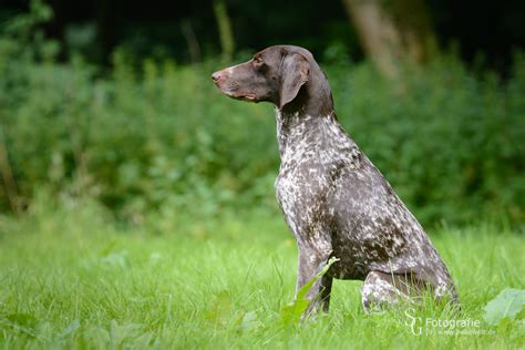 Jagdhunde - SG | Fotografie