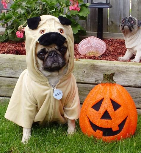 Halloween | Cute pugs, Pug halloween costumes, Pugs in costume