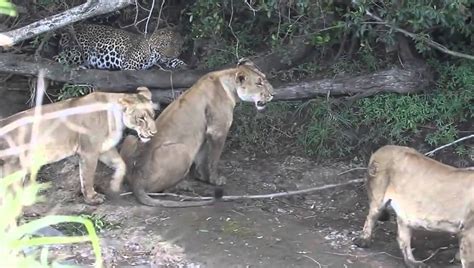 big male leopard vs lioness Fondos de pantalla león leona dos animalia ...