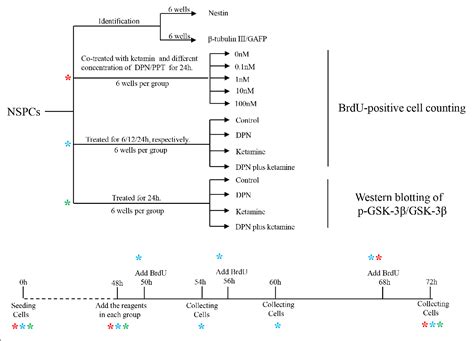 Figure From Estradiol Protects Neural Stem Progenitor Cells