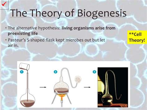 PPT - Germ Theory PowerPoint Presentation - ID:2638961