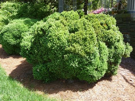 Buxus Green Velvet Green Velvet Boxwood Eberts Greenhouse