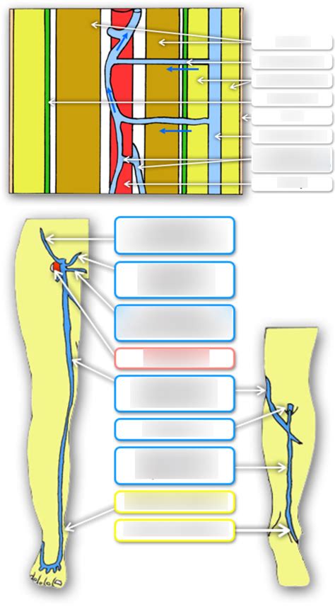 Veins Of Lower Limb Diagram Quizlet