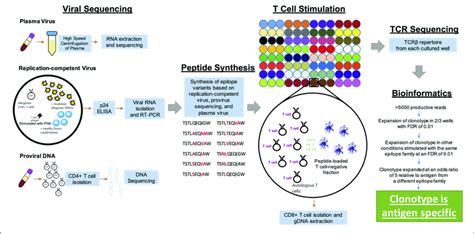 Schematic Diagram Of The Experimental Approach Autologous HIV 1 Was