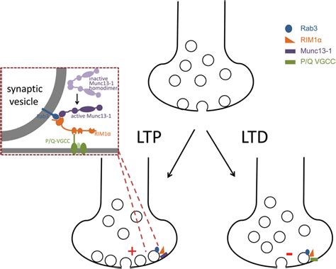 Induction Mechanisms Identified For Presynaptic Ltp And Ltd A B