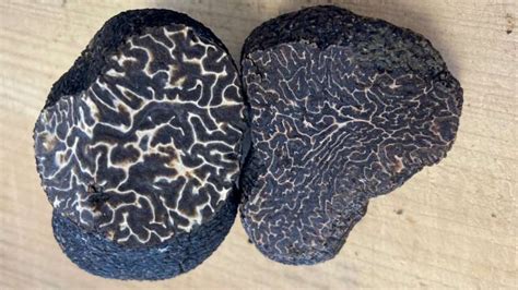 Some Black Truffles Grown In Eastern Us May Be Less Valuable Lookalike