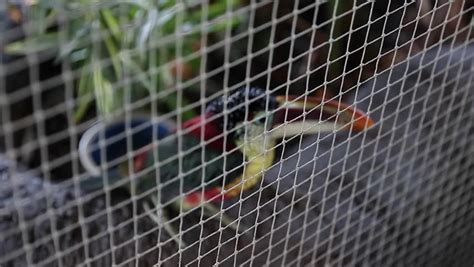 A Toucan in a Cage Stock Footage Video (100% Royalty-free) 8433388 | Shutterstock