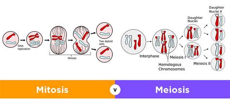 Cara Nak Faham Proses Mitosis EvaafeChung