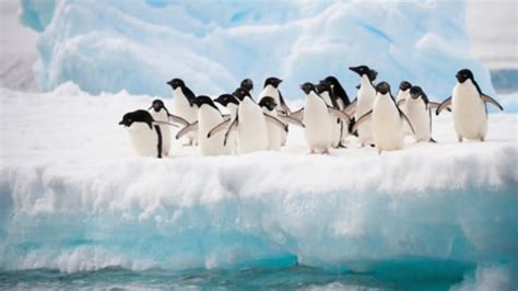 20 Black-and-White Facts About Penguins | Mental Floss