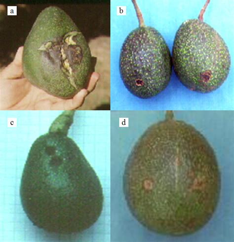 S Ntomas Ocasionados Por Colletotrichum Gloeosporioides En Frutos De