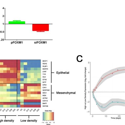 Epithelial Fate Acquisition Is Density Dependent A Quantification Of