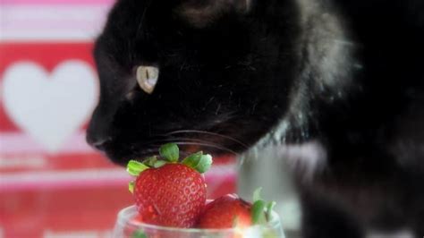 Can Cats Eat Strawberries What To Know About Feeding Cats Fruit