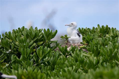 ʻiwa Great Frigate Bird Free Photo Rawpixel