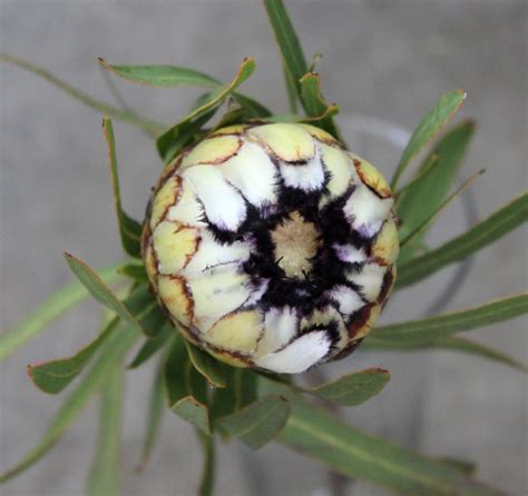 Pink Mink Protea Stevens And Son Wholesale Florist