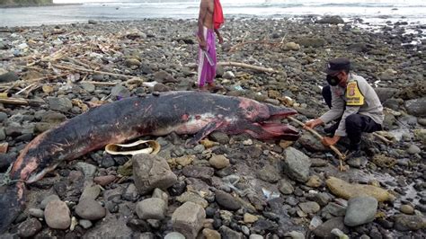 Warga Sekotong Temukan Paus Mati Di Pantai Pemalikan Langsung