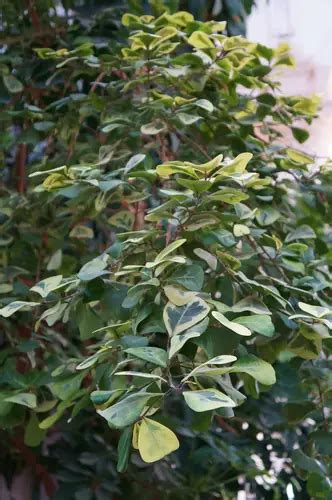 Ficus Natalensis Subsp Leprieurii Malay Gold Ficus Triangularis Variegata Licumo