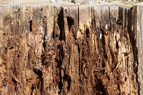 Free Images Tree Rock Wood Texture Trunk Formation Soil