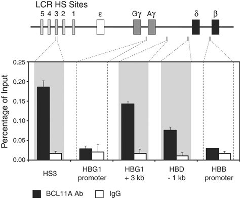 Human Fetal Hemoglobin Expression Is Regulated By The Developmental