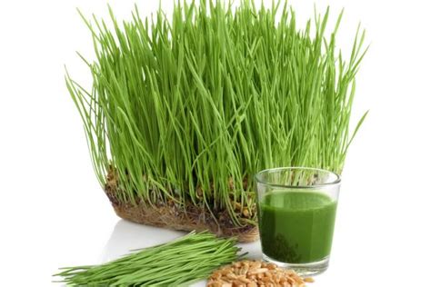 11 Wheatgrass Benefits For Skin Hair And Health