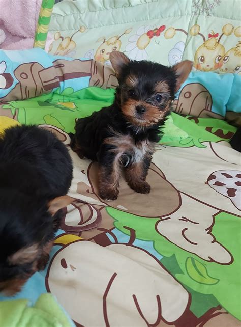 Yorkshire terrier Piesek Złotniki OLX pl