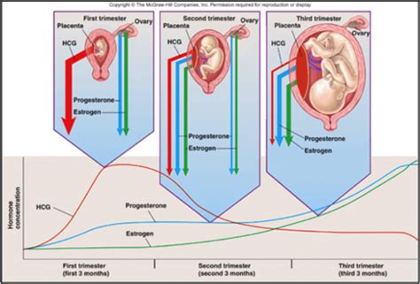 Physiological Adaptations In Pregnancy Flashcards Quizlet