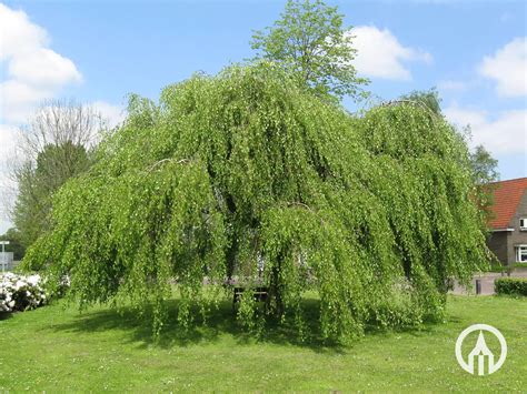 Betula Pendula ‘youngii Arbor Birch Boomkwekerijen M Van Den