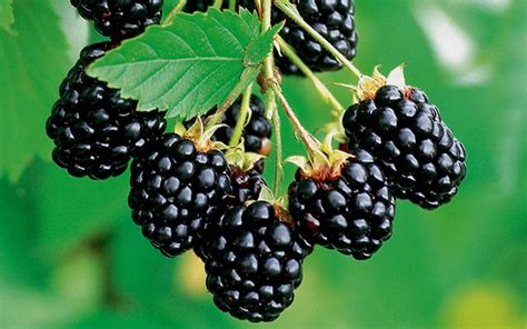 Buy Navaho Thornless Blackberry Plants For Sale Online From Wilson Bros