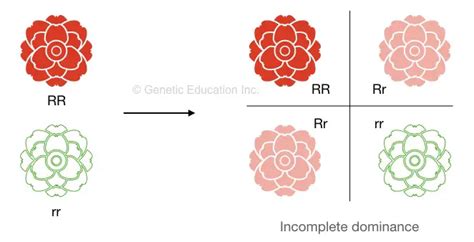 A Comparison Between Homozygous Vs Heterozygous Genetic Education