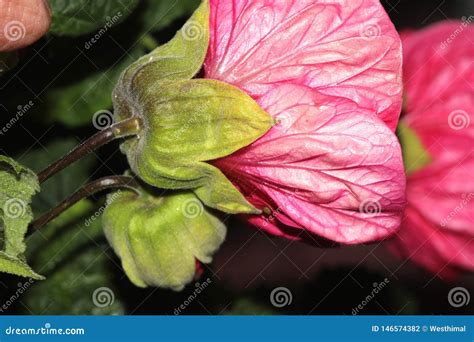 Abutilon X Hybridum Flowering Maple Chinese Lantern Stock Photo