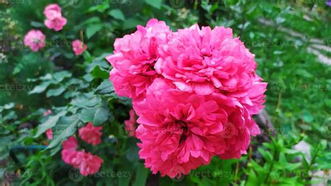 Rose shrub during flowering in the garden 3162214 Stock Photo at Vecteezy