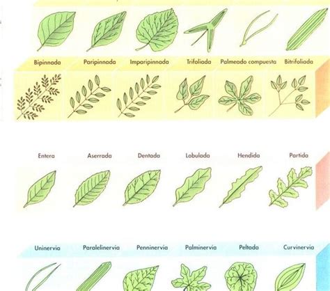 Tipos de hojas de árboles y sus nombres en 2023