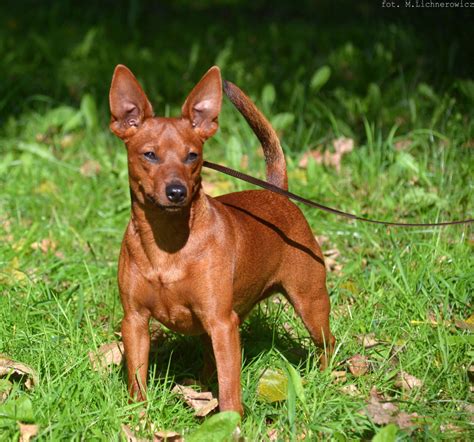 Miniature Pinscher Breeders In Nebraska With Puppies For Sale PuppyHero